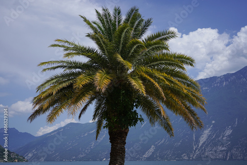 A palm tree on the shore of Lake Garda in Italy.