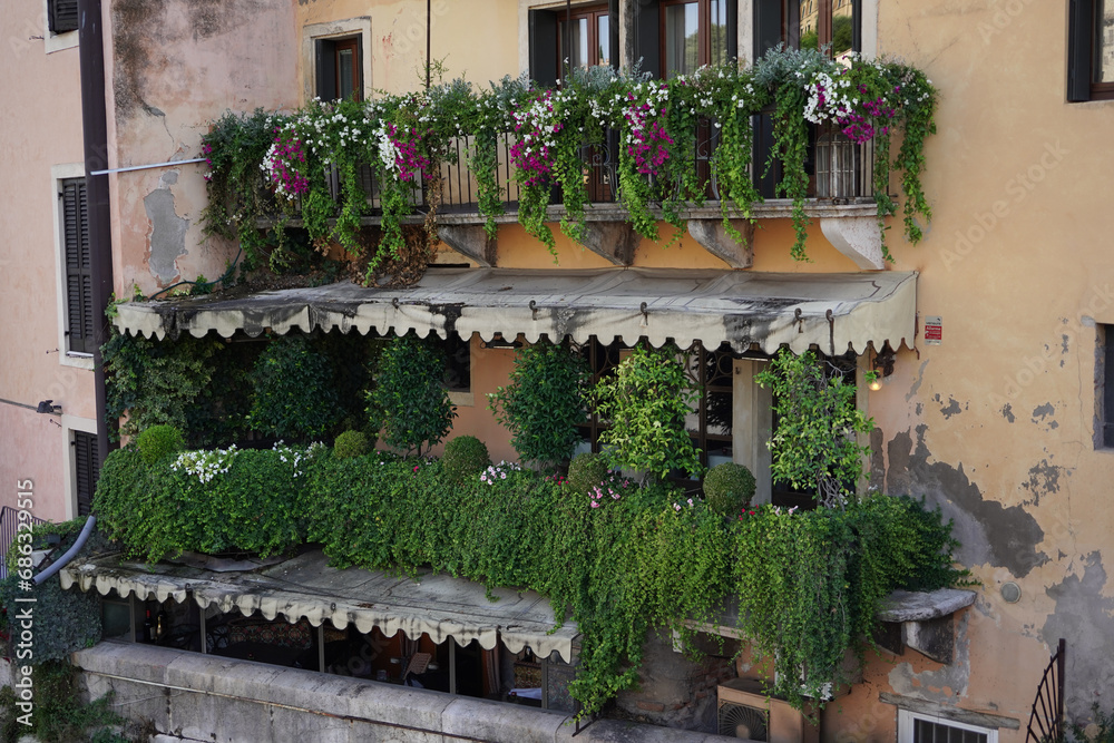 Fototapeta premium An old facade overgrown with flowering plants in an old Italian town.