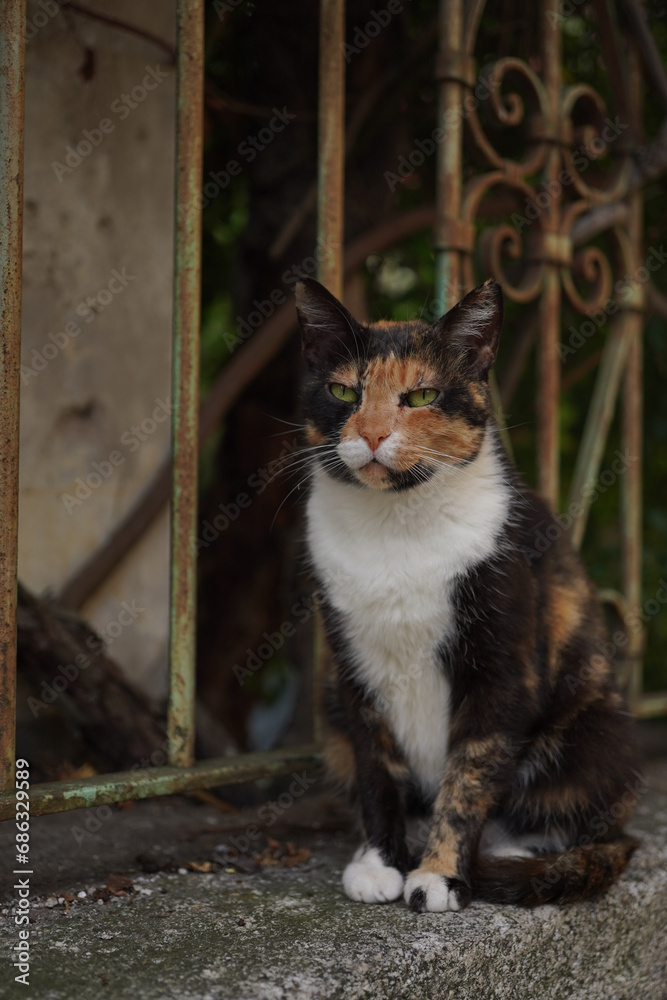 Photo & Art Print A calico cat sitting on a wall in an Italian
