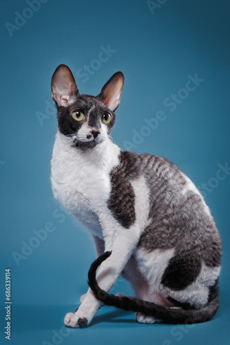 Alert Cornish Rex on blue studio background. The cat with large ears and striking pattern stand out. 