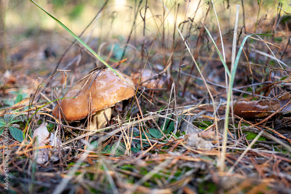 Slippery Jacks mushroom in pine forests after a rainy day in autumn. They are found across the world in pine forests. Selective focus. Suillus luteus. Slippery Jacks. Sticky bun mushroom.