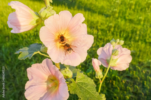 Two bees collecting nectar from a flower  illuminated by the rays of the setting sun