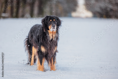 male hovawart, hovie black and gold marked dog in winter in the park