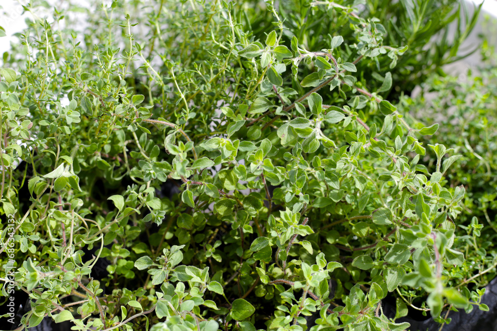 Fresh herbs in the garden Fresh herbs in the garden