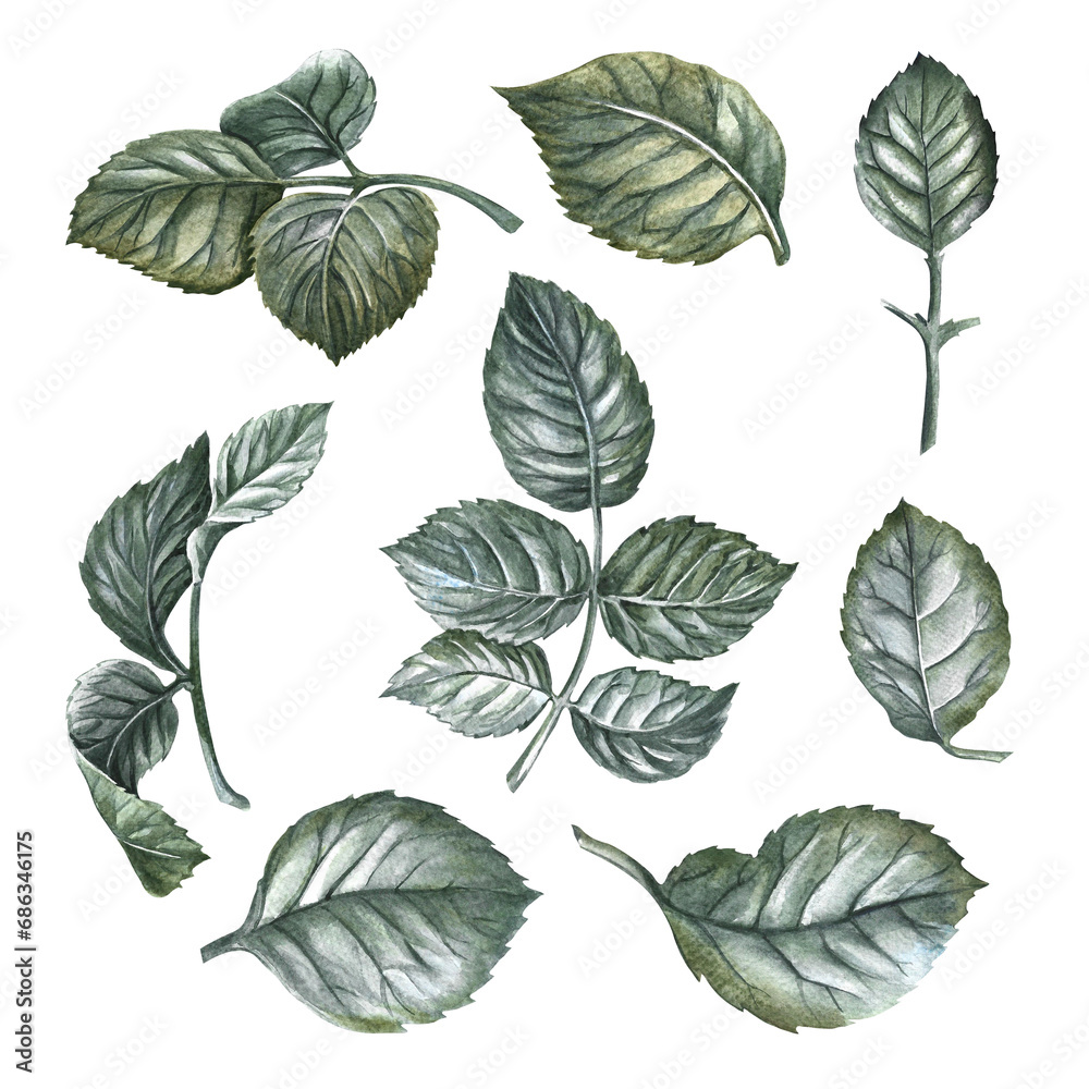 A set of rose leaves, green leaves. Watercolor illustration drawn by hand. For the design of a greeting card or invitation, packaging and label. For printing.