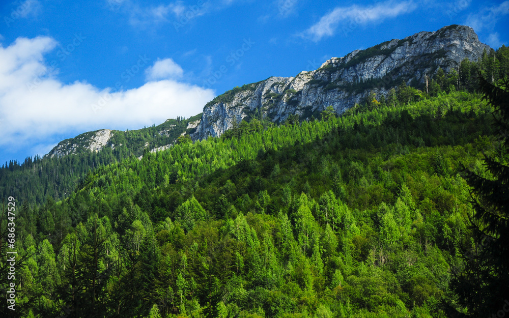 Tarnovu mountain peak rising above a spruce forest in the blue sky. The eroded crest, is formed by of calcareous formations. Carpathia, Romania.
