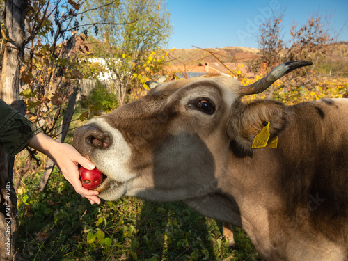 Hand feeding an apple to a domestic cow. The cow has its ear tagged with a label. It is grazing in a rural yard. Eastern European animal farming. Countryside, Romania.