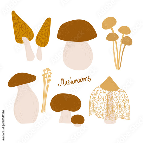 set of different mushrooms on a white background. porcini mushroom, honey mushrooms, morels, dictifora, eringi, enoki