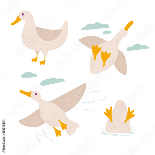 poster with white ducks. cute bird in several angles on a white background