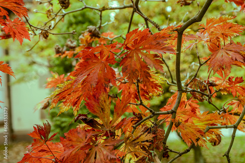 les feuilles rouges en automne