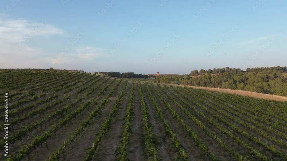 Side view of vineyards at sunset. Side view of vineyards at sunset.