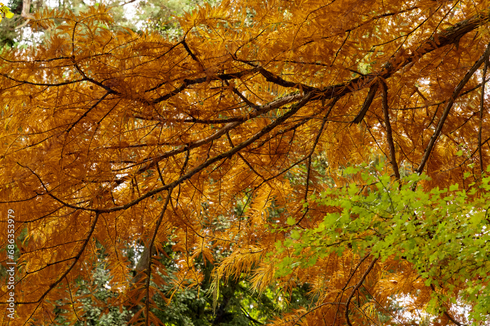 les arbres avec les feuilles couleurs oranges et jaunes les arbres avec les feuilles couleurs oranges et jaunes