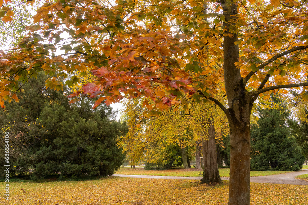 Naklejka premium Les arbres avec les feuilles jaunes en Automne- chute nature