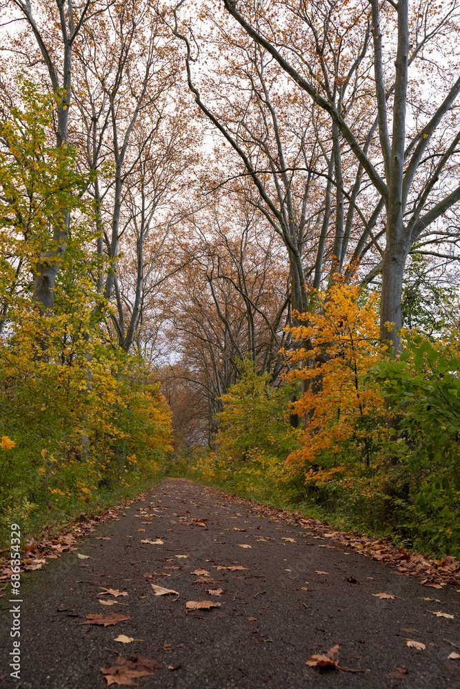 Naklejka premium Les arbres avec les feuilles jaunes en Automne- chute nature