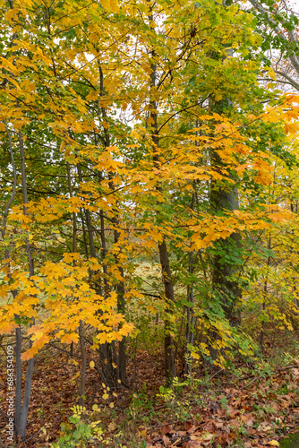 Les arbres avec les feuilles jaunes en Automne- chute nature