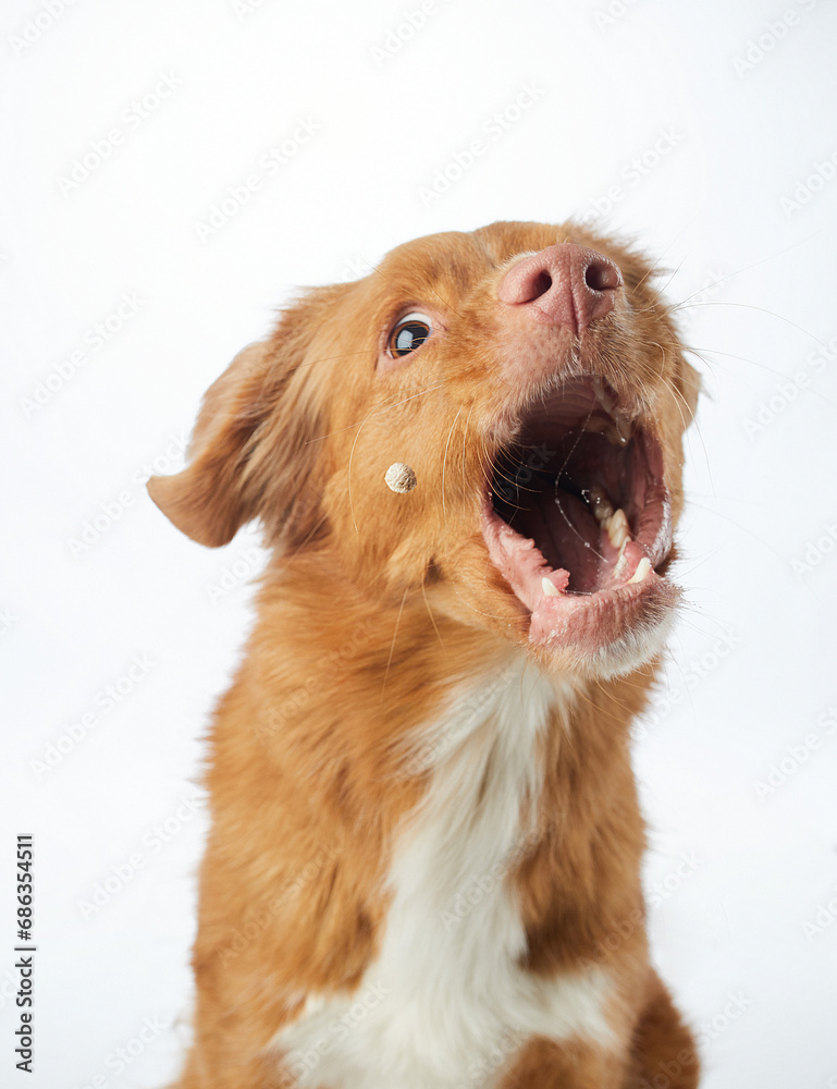 Vocal Nova Scotia Duck Tolling Retriever dog, pure joy. Its open-mouthed bark and eager eyes speak volumes in a white studio 