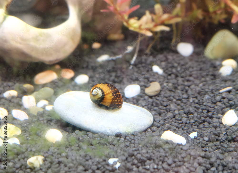 Neritina variegated snail lies on a stone in an aquarium, selective focus, horizontal orientation.