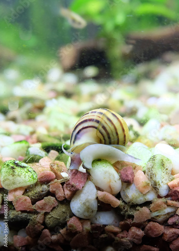 Aquarium snail Asolene spixi crawls along the ground in an aquarium, selective focus, vertical orientation.