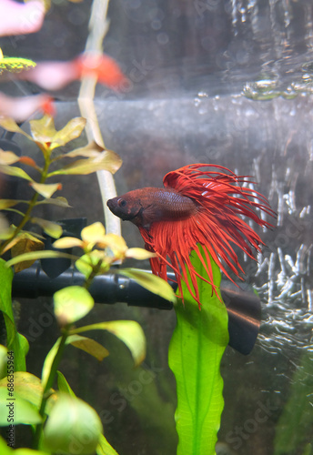 Betta fish, crown-tailed with red fins in an aquarium among aquatic plants, selective focus, vertical orientation