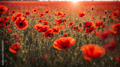 Beautiful field with poppies flowers