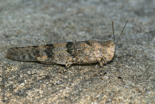 Closeup on a blue-winged sand grasshopper, Sphingonotus caerulans sitting on a stone photo