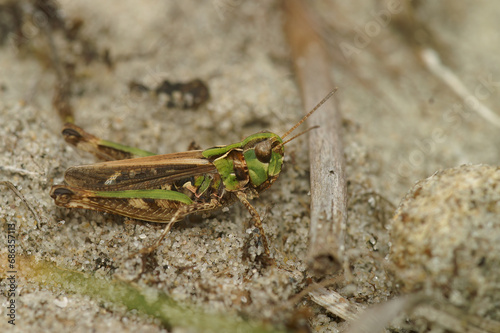 Natural closeup on the mottled grasshopper. Myrmeleotettix maculatus sitting on the ground