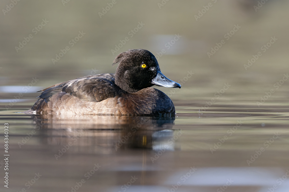 Fototapeta premium Low angle tufted duck