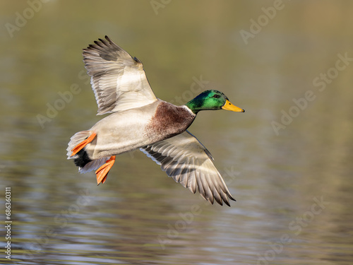 Mallard drake in flight
