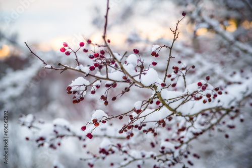 Czerwone owoce głogu (Crataegus L) na gałęzi drzewa, przysypane śniegiem, zima