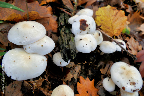 Close up of Oudemansiella mucida (Porcelain Fungus) a white slimy mushroom sometimes called Poached Egg Fungus 