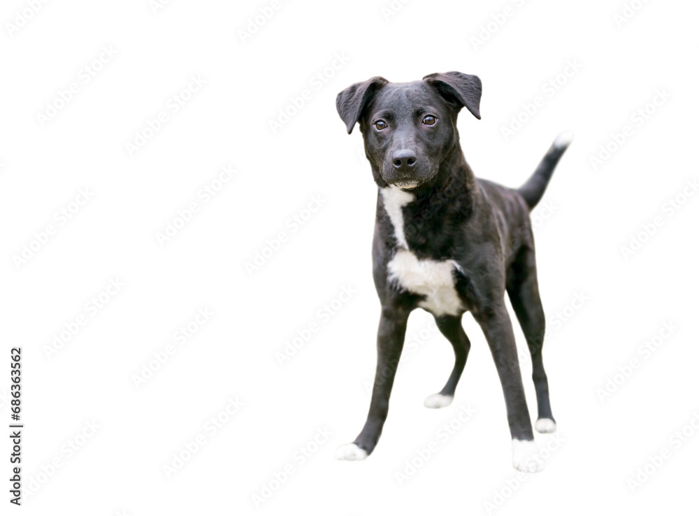 A black and white Retriever mixed breed puppy