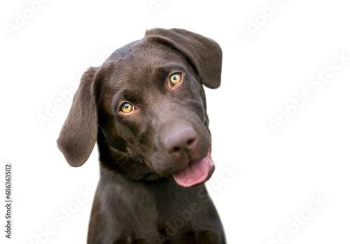 A Chocolate Labrador Retriever puppy listening with a head tilt