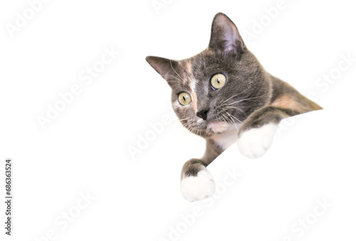 A Dilute Calico domestic shorthair cat peeking over a ledge photo