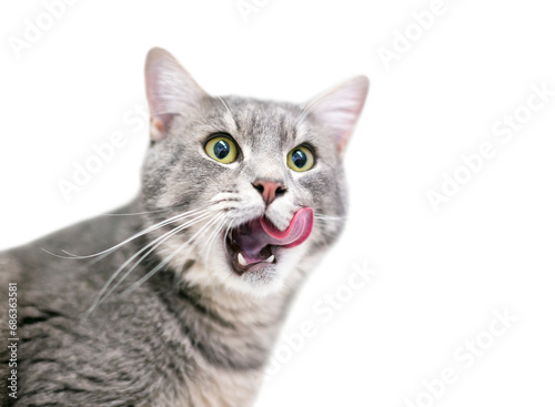 A gray tabby domestic shorthair cat licking its lips photo