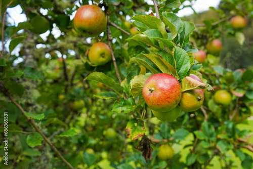Fresh apples on a tree in an orchard