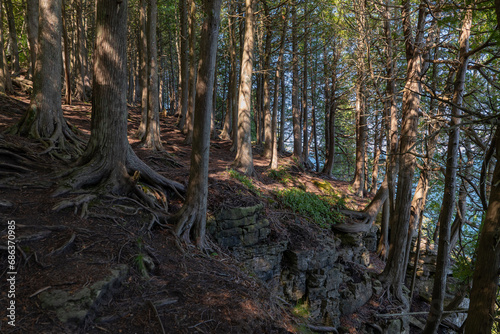 Tree trunks and roots that are exposed and gnarly in a lakeside park forest in an eery landscape scene. © scandamerican