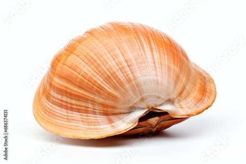 A single clam isolated on white background