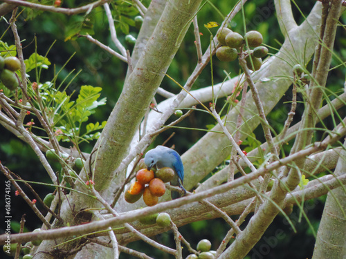 Pájaro azul comiendo ciruela  photo
