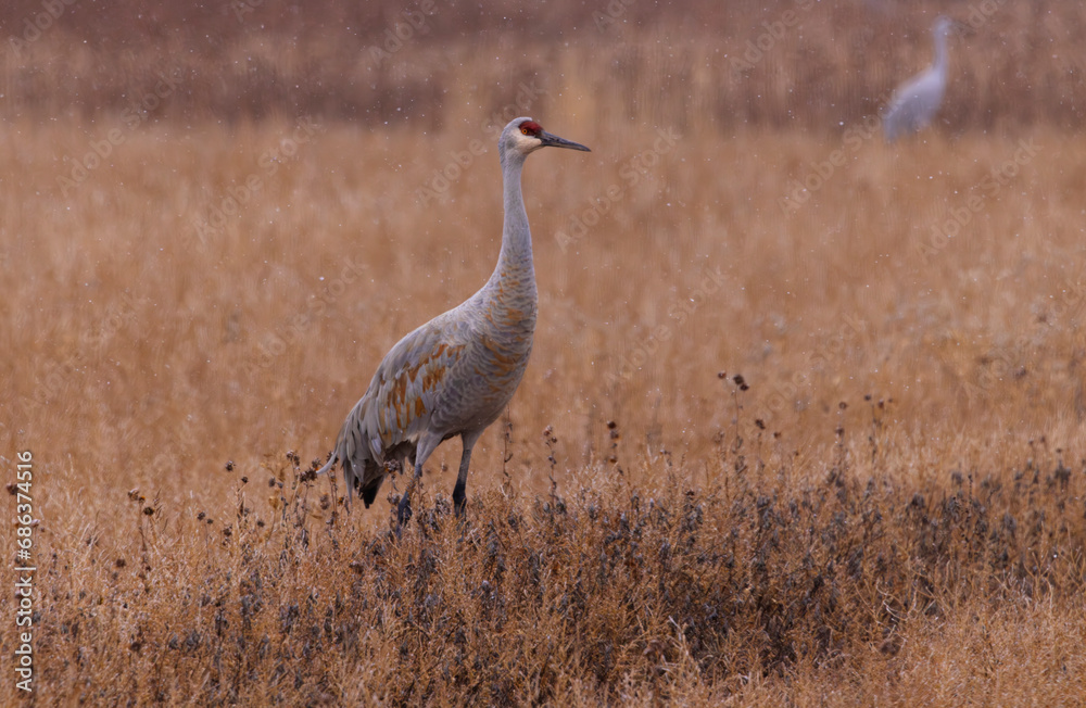 Falling November snowflakes on sandhill crane in New Mexico meadowFalling November snowflakes on sandhill crane in New Mexico meadow Falling November snowflakes on sandhill crane in New Mexico meadowFalling November snowflakes on sandhill crane in New Mexico meadow