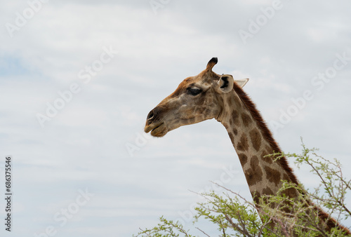 The portrait of giraffe  looking away from the camera  Etosha National Park  Namibia 