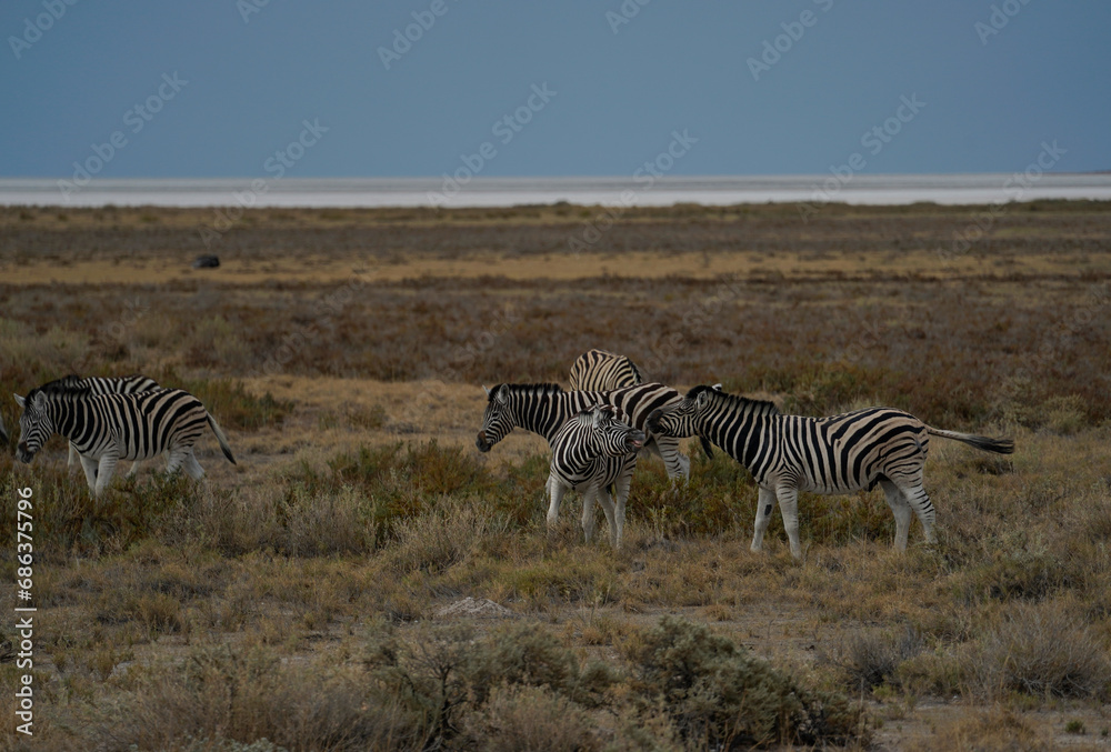 Obraz premium Zebras in the field in Etosha National Park, Namibia 