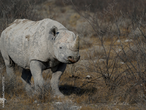 Black rhinoceros walking towards the camera in Etosha National Park  Namibia 