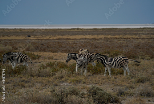 Zebras in the field in Etosha National Park  Namibia 