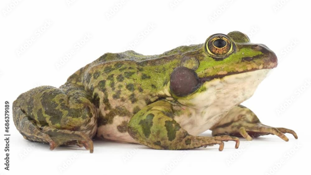 toad frog isolated on white background set toad frog isolated on white background set