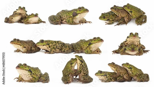 toad frog isolated on white background set photo