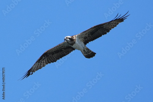 osprey is hunting a fish