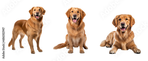 Set of golden retriever in different poses, cut out - stock png. 