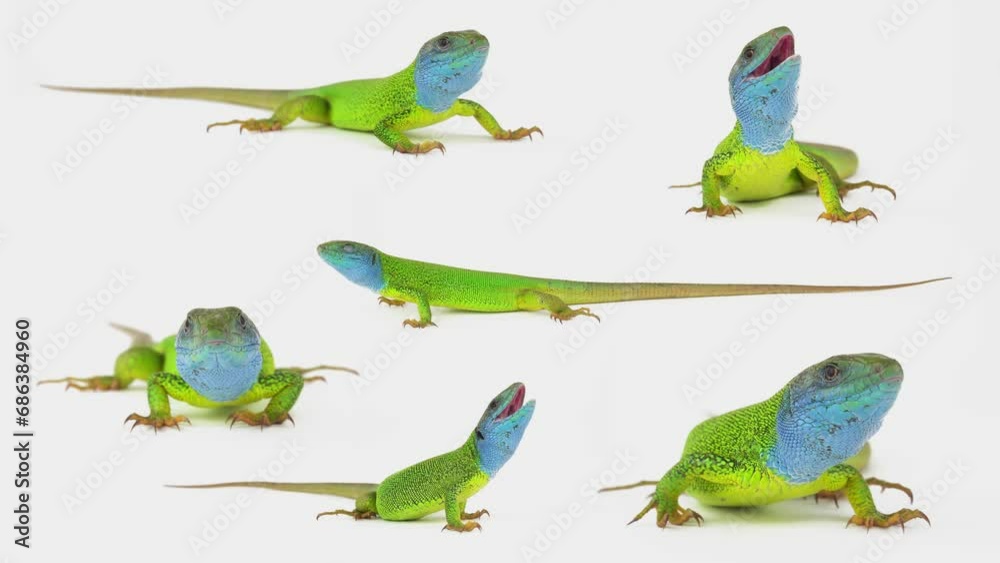 lizard on white background isolated screen set lizard on white background isolated screen set