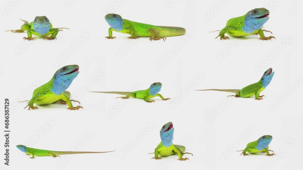 lizard on white background isolated screen set