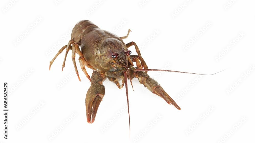lobster crab on white background isolated lobster crab on white background isolated